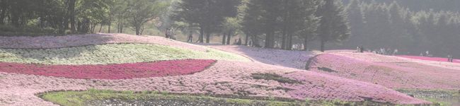 yaya_suke's header image