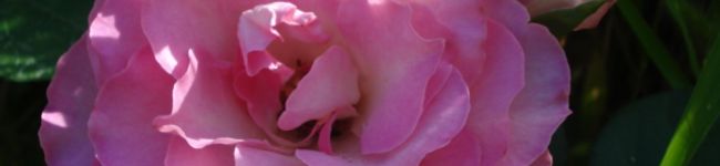 芽花実's header image