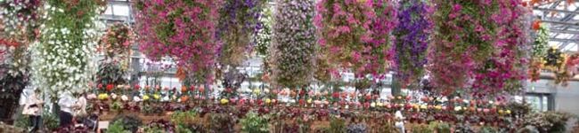 snowflower's header image