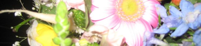 onepie's header image