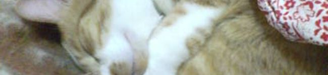 ネコの宮's header image