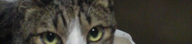 coronyan11's header image