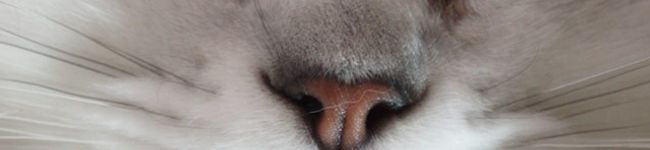 touhoou's header image