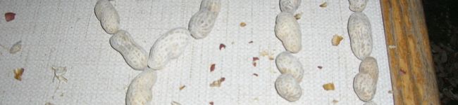 initygato's header image