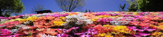NatCanan's header image