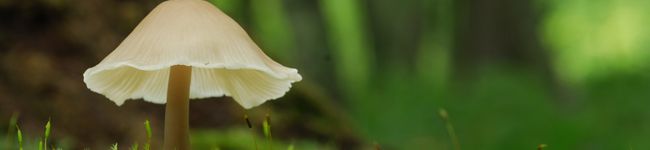 kinokolove's header image