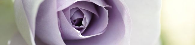 rosek's header image