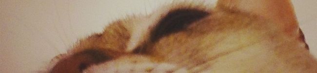 risalunch's header image