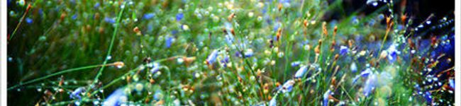 ponzu77's header image