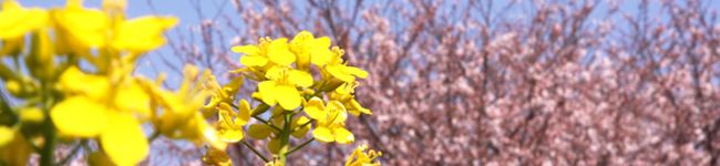 菜の花うーちゃん's header image