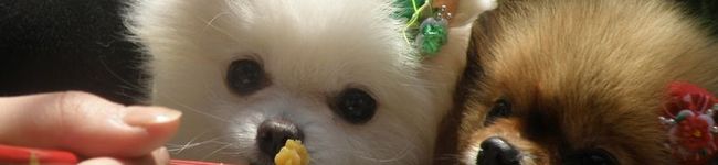 Hannah_Y's header image