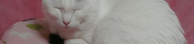 senさん's header image