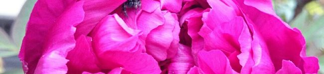 Rosemary Corner's header image