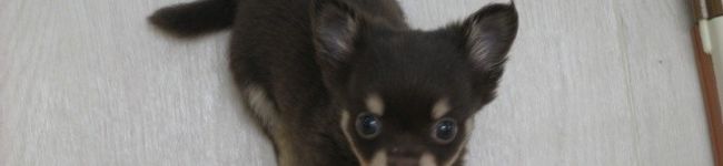 naoacha's header image