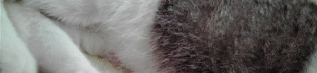 SYR_S's header image