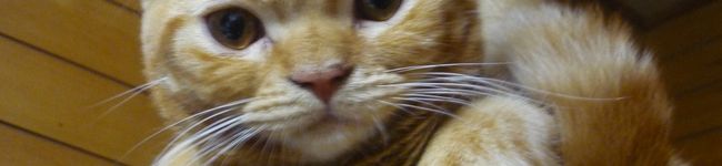 kitchenMEG's header image