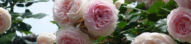 cocodecoco's header image