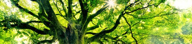 roosam's header image