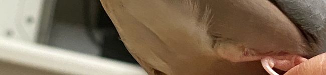 予備バッテリー's header image