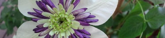 Bamboo-'s header image