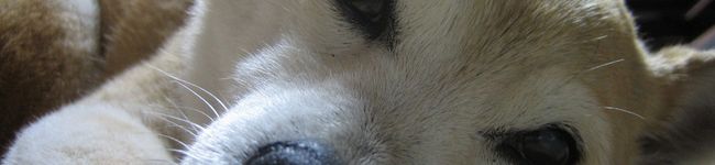 幸太郎's header image