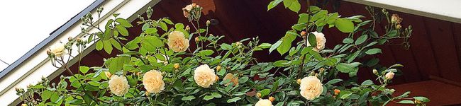 sachith's header image