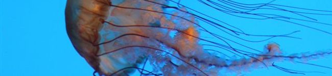 Yepnyc's header image