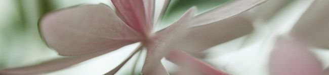keylimepie's header image