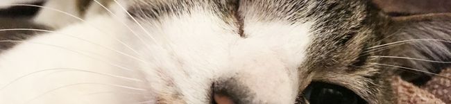 botorosa's header image