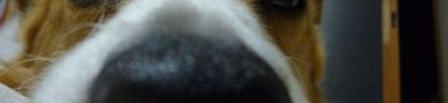 coccoaマム's header image