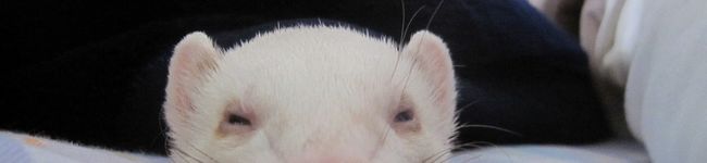 happychico's header image