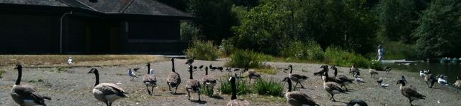 Qualicumbeach's header image
