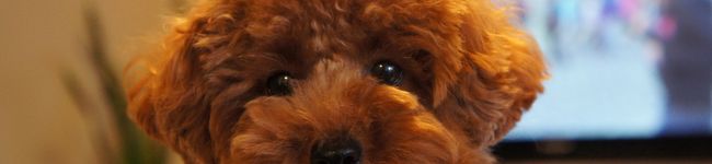 rozako's header image