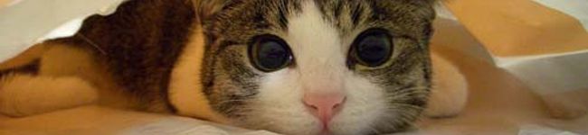 ippei2233's header image