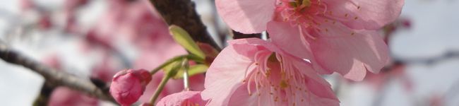 syokora123's header image