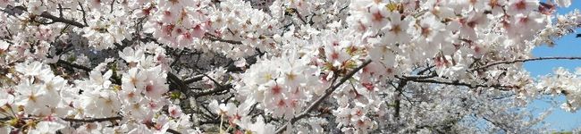 maykichi's header image