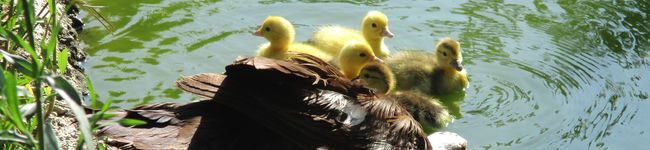 Galletita's header image