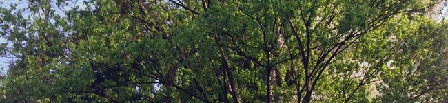 gkaneyama's header image
