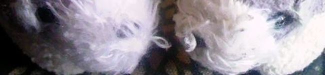 cocozoe's header image