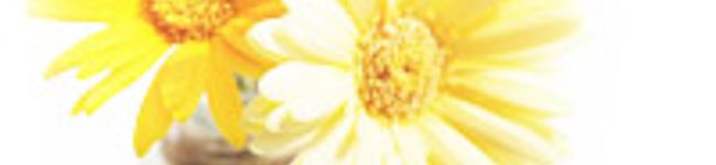 orange83's header image