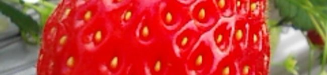 ☆ｍｉｈｏ☆'s header image