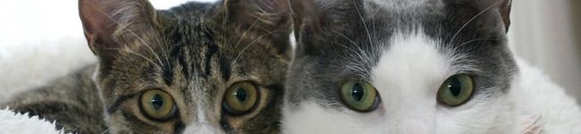 hono_lunch's header image