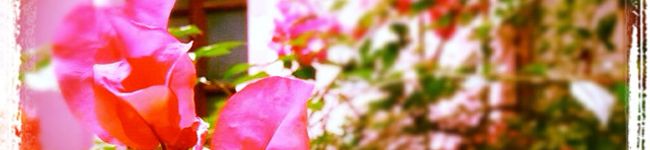 ゆる妻's header image