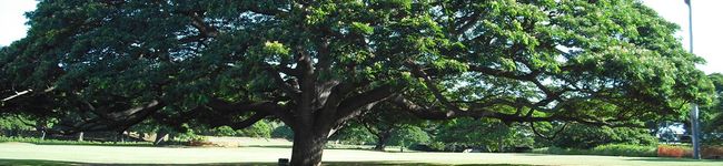 barimawa's header image