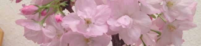 mikurimama's header image