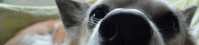 ｃｈａｃｈａｍａｒｕ's header image