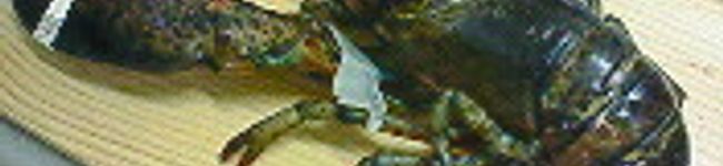 yuderin's header image