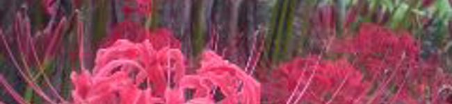 ayaoya's header image