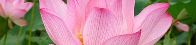 dorakky02's header image