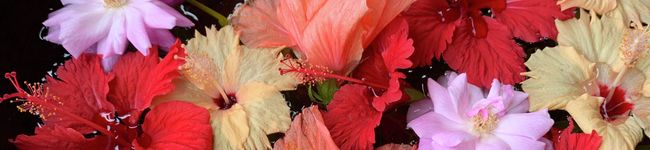 AKINA88's header image